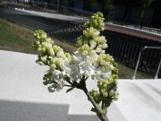 フローラ1953　0514-01